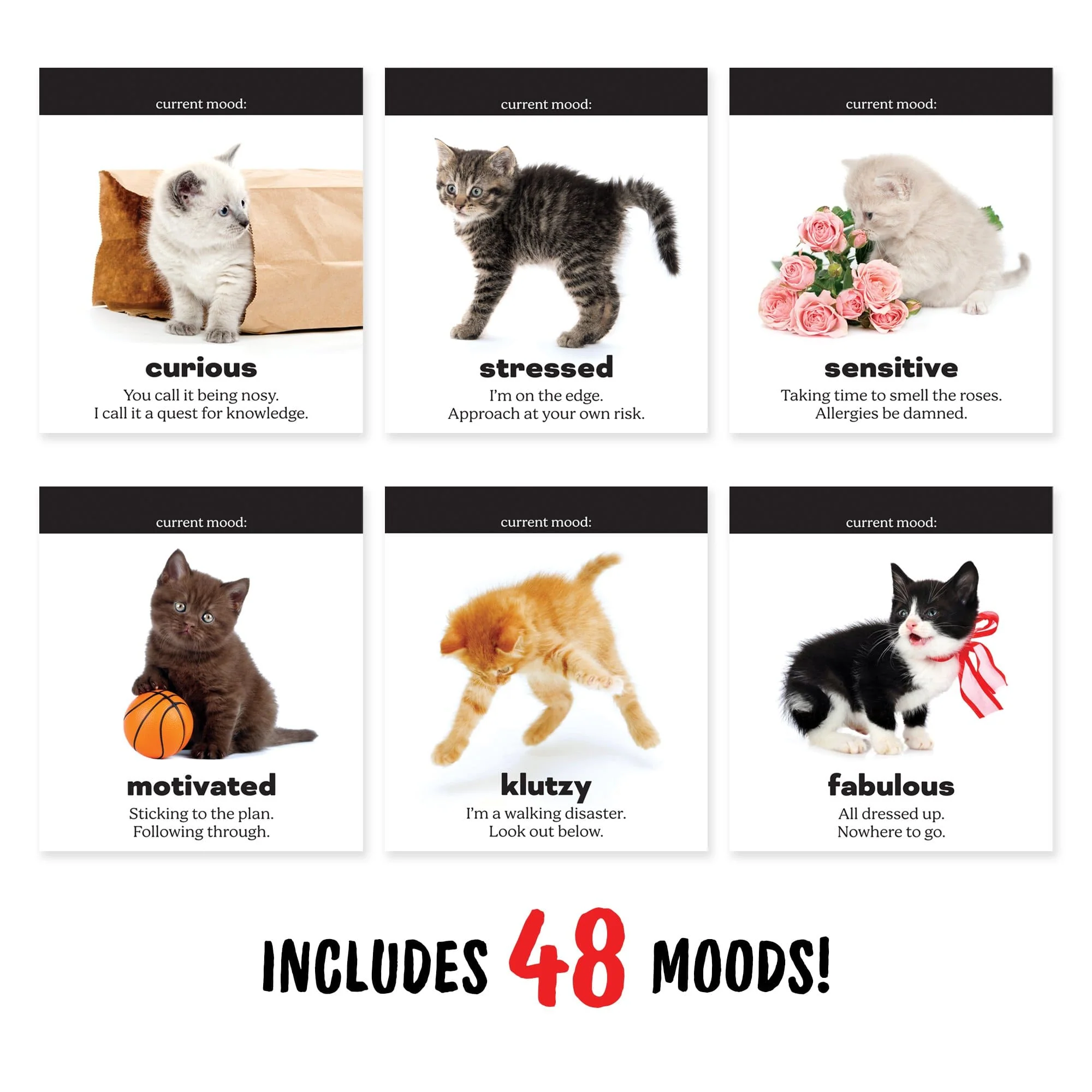 DAILY CATTITUDES - Image 5