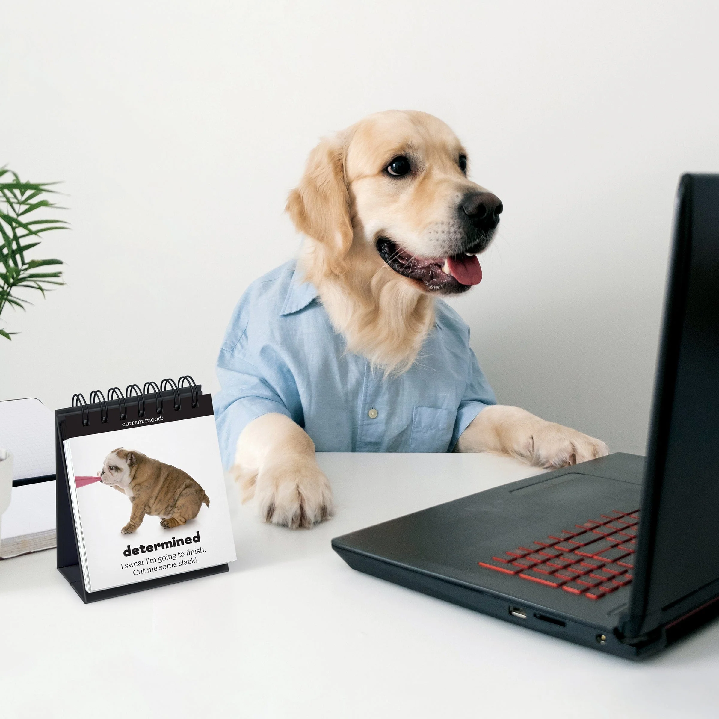 DAILY DOGGO - Image 2