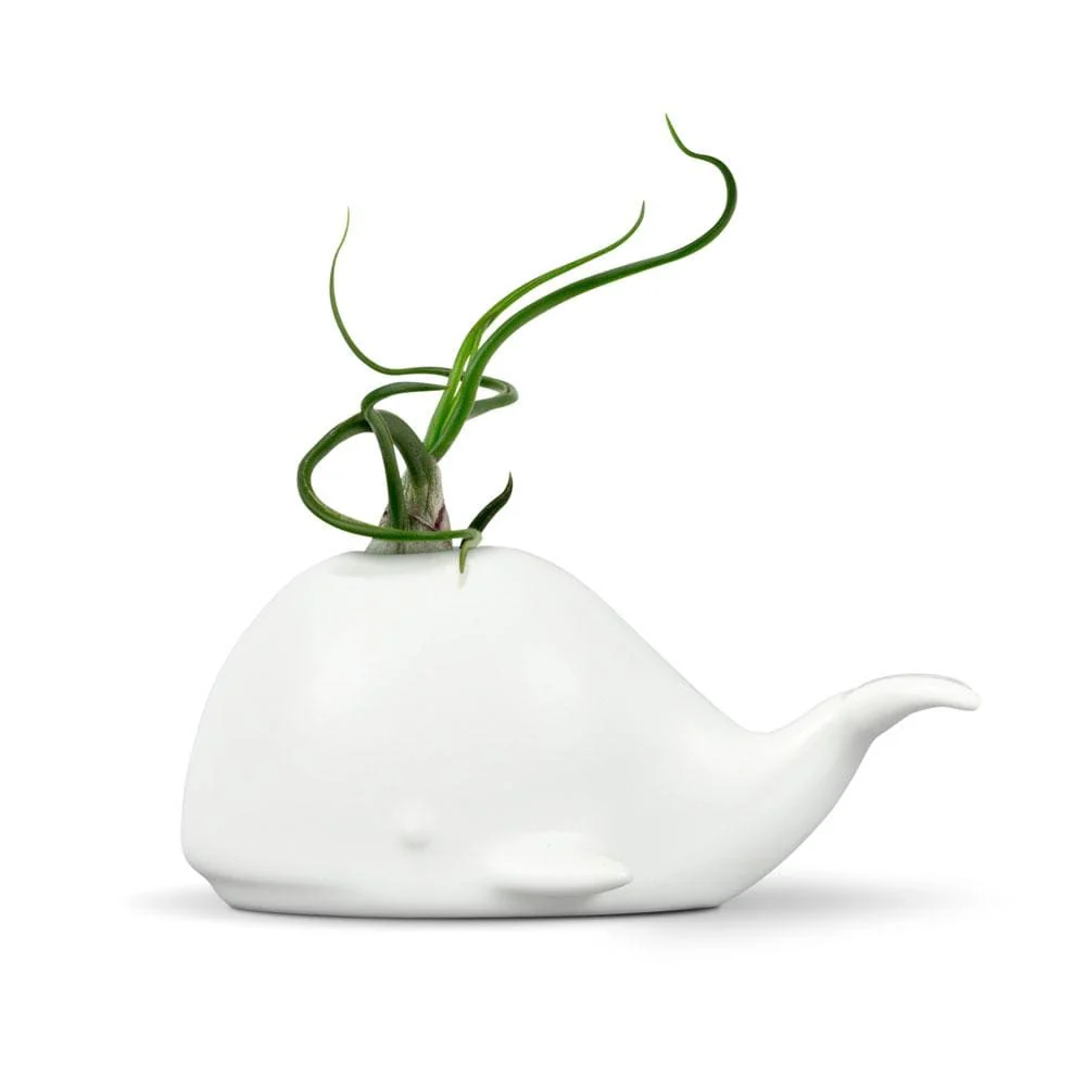 FANCY PLANTS - Whale - Image 3