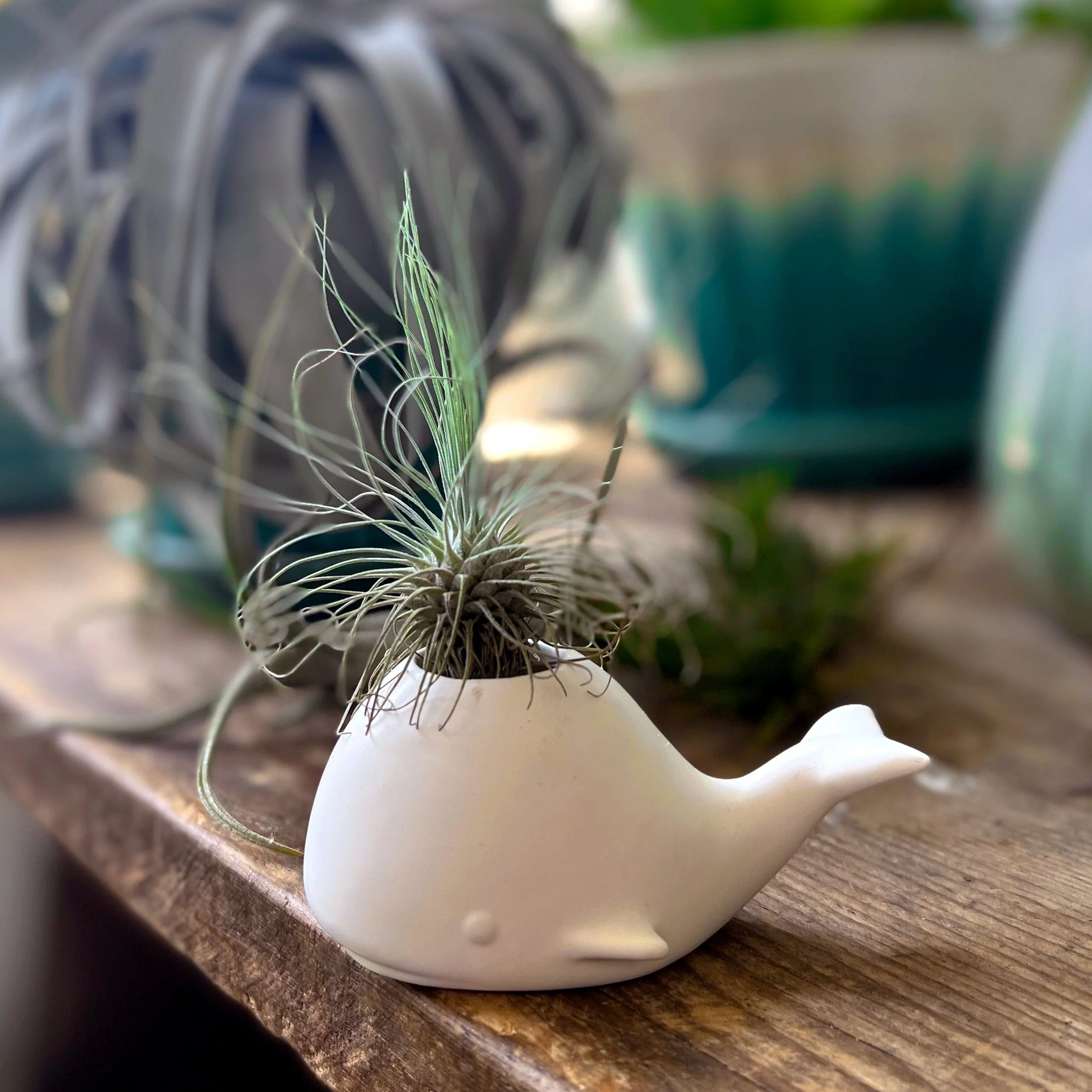 FANCY PLANTS - Whale - Image 7
