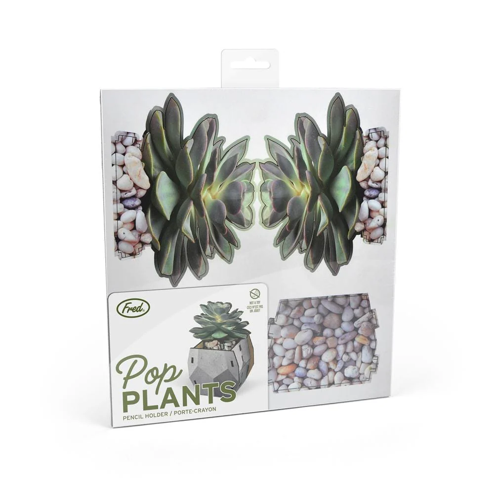 POP PLANTS - Echeveria - Image 3