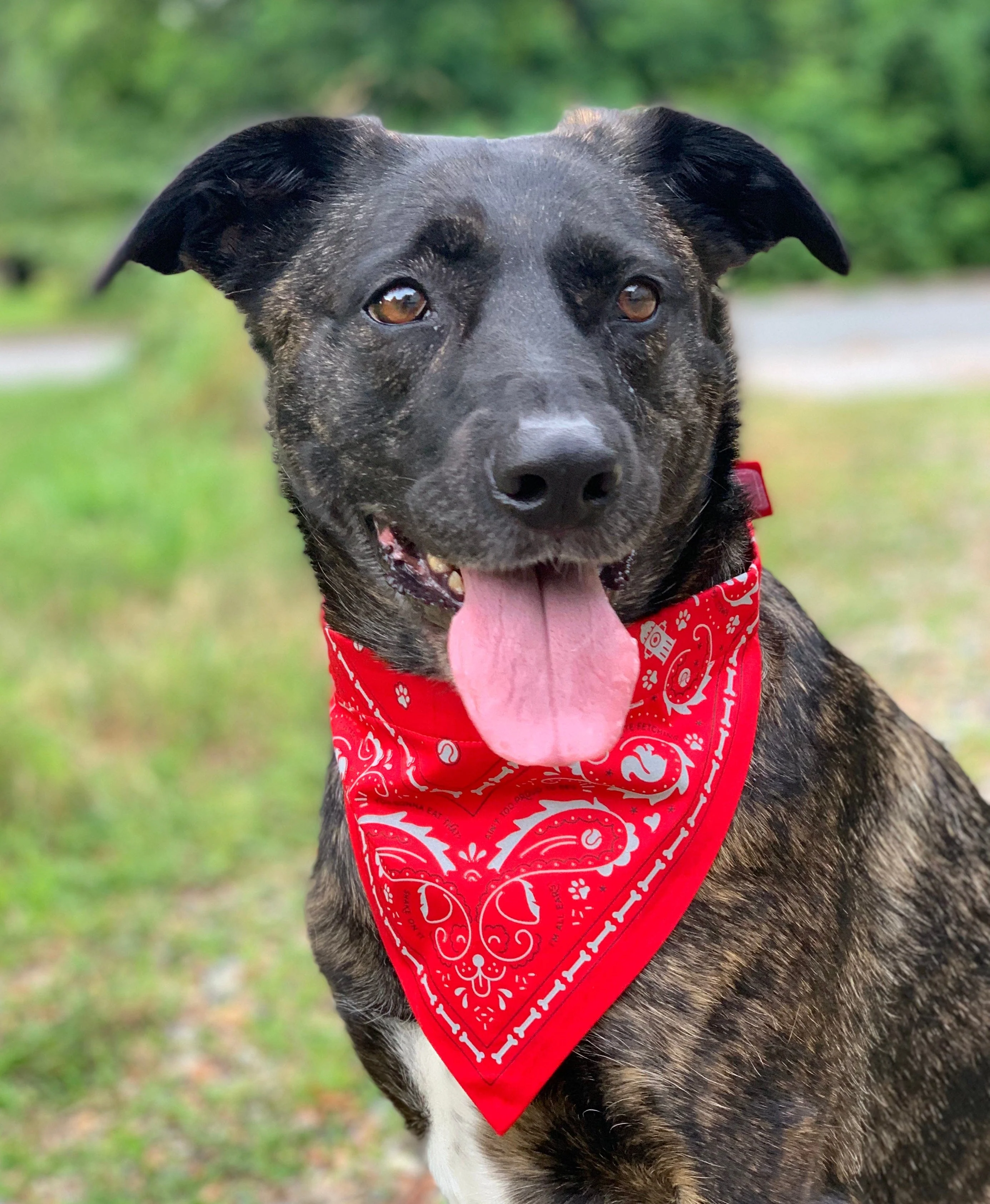 REFLECTIVE DOG BANDANAS - Image 8